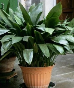 Garden Goods Direct Cast Iron Plant