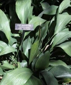 Garden Goods Direct Cast Iron Plant