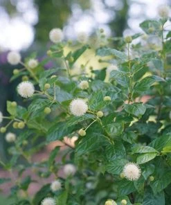 Garden Goods Direct Proven Winners® Color Choice® Sugar Shack® Cephalanthus Shrubs