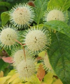 Garden Goods Direct Proven Winners® Color Choice® Sugar Shack® Cephalanthus Shrubs