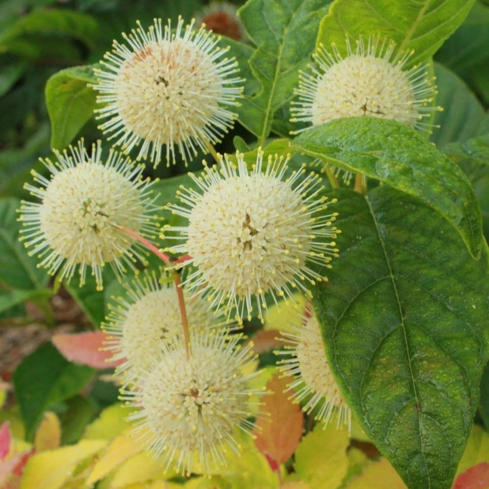 Garden Goods Direct Proven Winners® Color Choice® Sugar Shack® Cephalanthus Shrubs 2 Garden Goods Direct Proven Winners® Color Choice® Sugar Shack® Cephalanthus Shrubs