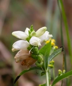Garden Goods Direct Chelone Glabra Perennials 7 Garden Goods Direct Chelone Glabra Perennials