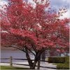 Garden Goods Direct Trees Cherokee Brave Dogwood
