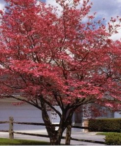 Garden Goods Direct Trees Cherokee Brave Dogwood