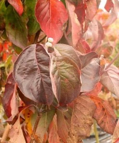 Garden Goods Direct Trees Cherokee Brave Dogwood