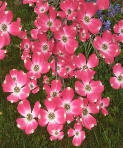 Garden Goods Direct Trees Cherokee Brave Dogwood