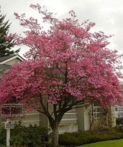 Garden Goods Direct Cherokee Chief Dogwood Trees