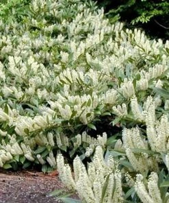 Garden Goods Direct Shrubs Chestnut Hill Cherry Laurel