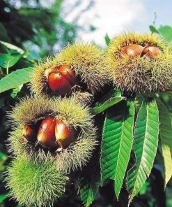 Garden Goods Direct Chinese Chestnut Tree