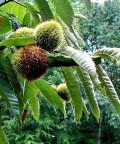 Garden Goods Direct Chinese Chestnut Tree