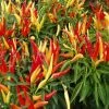 Garden Goods Direct Ornamental Pepper Chilly Chili Annuals