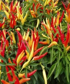 Garden Goods Direct Ornamental Pepper Chilly Chili Annuals