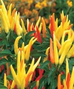Garden Goods Direct Ornamental Pepper Chilly Chili Annuals