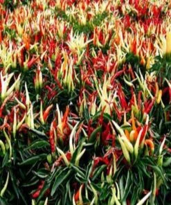 Garden Goods Direct Ornamental Pepper Chilly Chili Annuals