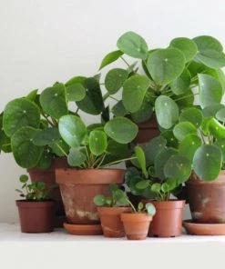 Garden Goods Direct Chinese Money Plant House Plants