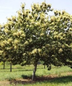 Garden Goods Direct Chinese Chestnut Tree