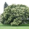 Garden Goods Direct Chinese Chestnut Tree