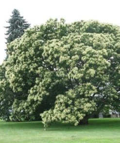 Garden Goods Direct Chinese Chestnut Tree