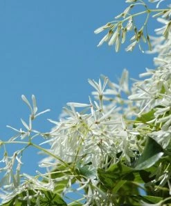 Garden Goods Direct Chinese Fringe Tree