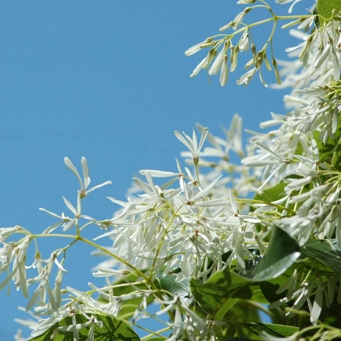Garden Goods Direct Chinese Fringe Tree 2 Garden Goods Direct Chinese Fringe Tree