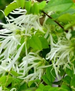 Garden Goods Direct Chinese Fringe Tree 5 Garden Goods Direct Chinese Fringe Tree