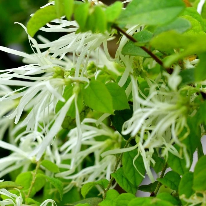Garden Goods Direct Chinese Fringe Tree 3 Garden Goods Direct Chinese Fringe Tree