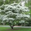 Garden Goods Direct Chinese Fringe Tree