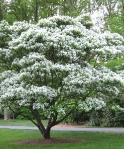 Garden Goods Direct Chinese Fringe Tree