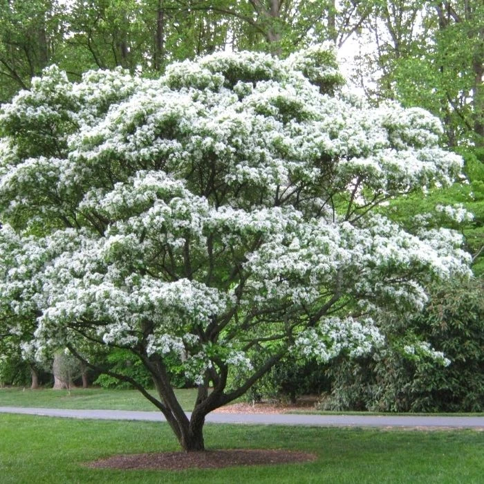 Garden Goods Direct Chinese Fringe Tree 1 Garden Goods Direct Chinese Fringe Tree