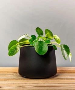 Garden Goods Direct Chinese Money Plant House Plants