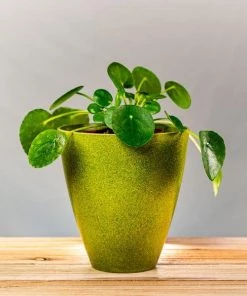 Garden Goods Direct Chinese Money Plant House Plants