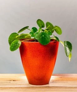 Garden Goods Direct Chinese Money Plant House Plants