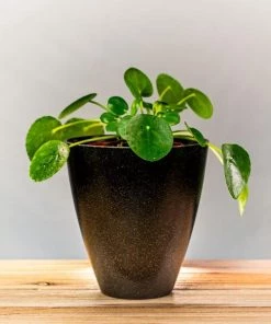 Garden Goods Direct Chinese Money Plant House Plants