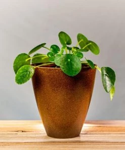 Garden Goods Direct Chinese Money Plant House Plants