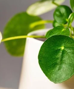 Garden Goods Direct Chinese Money Plant House Plants