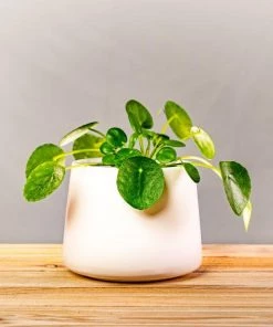 Garden Goods Direct Chinese Money Plant House Plants