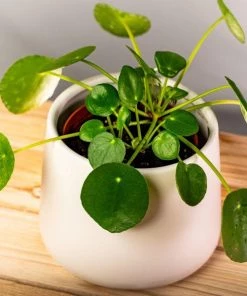 Garden Goods Direct Chinese Money Plant House Plants