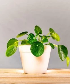 Garden Goods Direct All Planters & Pottery Crescent Anya Round Resin Planter