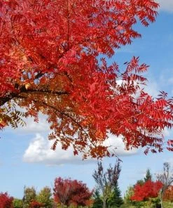 Garden Goods Direct Trees Chinese Pistache Tree