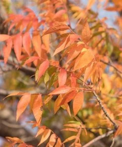 Garden Goods Direct Trees Chinese Pistache Tree 5 Garden Goods Direct Trees Chinese Pistache Tree