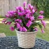 Garden Goods Direct House Plants Pink Christmas Cactus