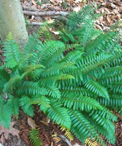 Garden Goods Direct Perennials Christmas Fern