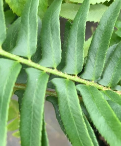 Garden Goods Direct Perennials Christmas Fern 5 Garden Goods Direct Perennials Christmas Fern