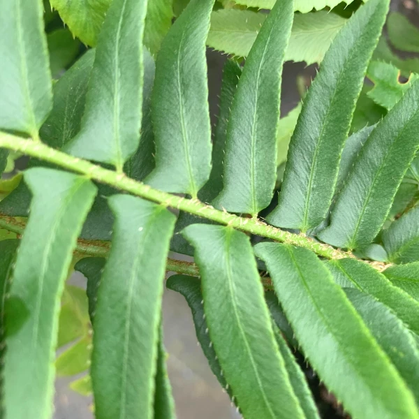 Garden Goods Direct Perennials Christmas Fern 3 Garden Goods Direct Perennials Christmas Fern