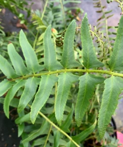 Garden Goods Direct Perennials Christmas Fern