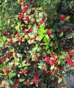 Garden Goods Direct Christmas Jewel Holly Trees