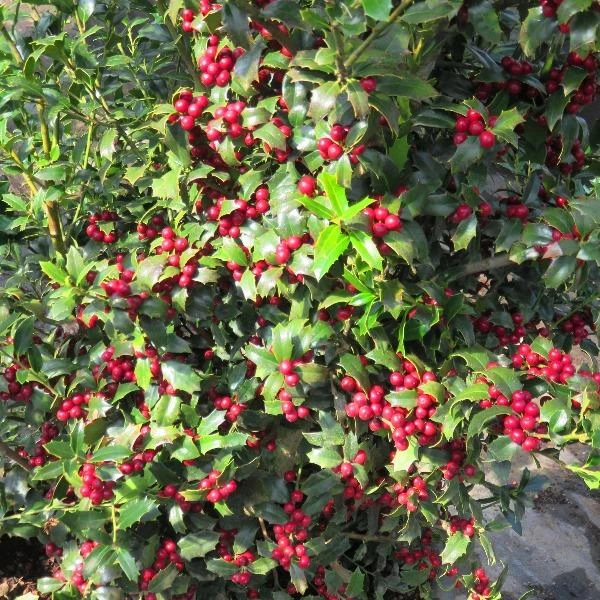 Garden Goods Direct Christmas Jewel Holly Trees 1 Garden Goods Direct Christmas Jewel Holly Trees