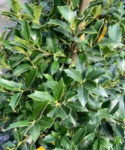 Garden Goods Direct Christmas Jewel Holly Trees