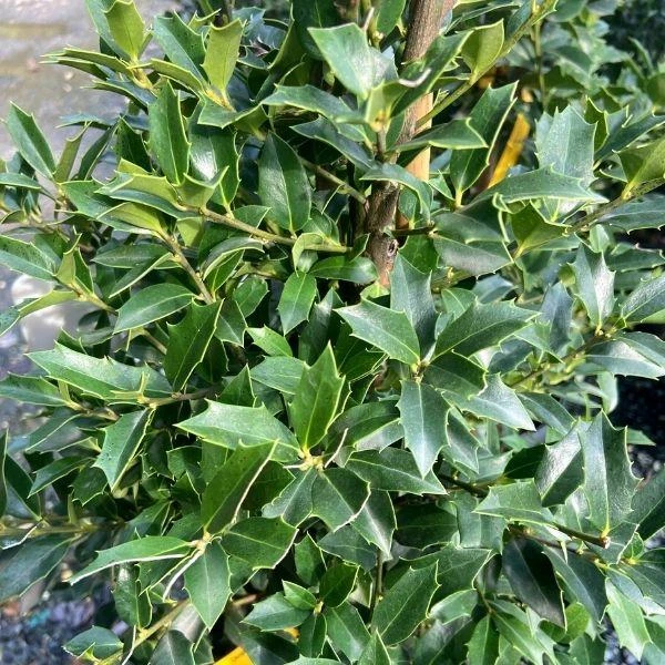 Garden Goods Direct Christmas Jewel Holly Trees 2 Garden Goods Direct Christmas Jewel Holly Trees