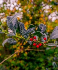 Garden Goods Direct Christmas Jewel Holly Trees 5 Garden Goods Direct Christmas Jewel Holly Trees